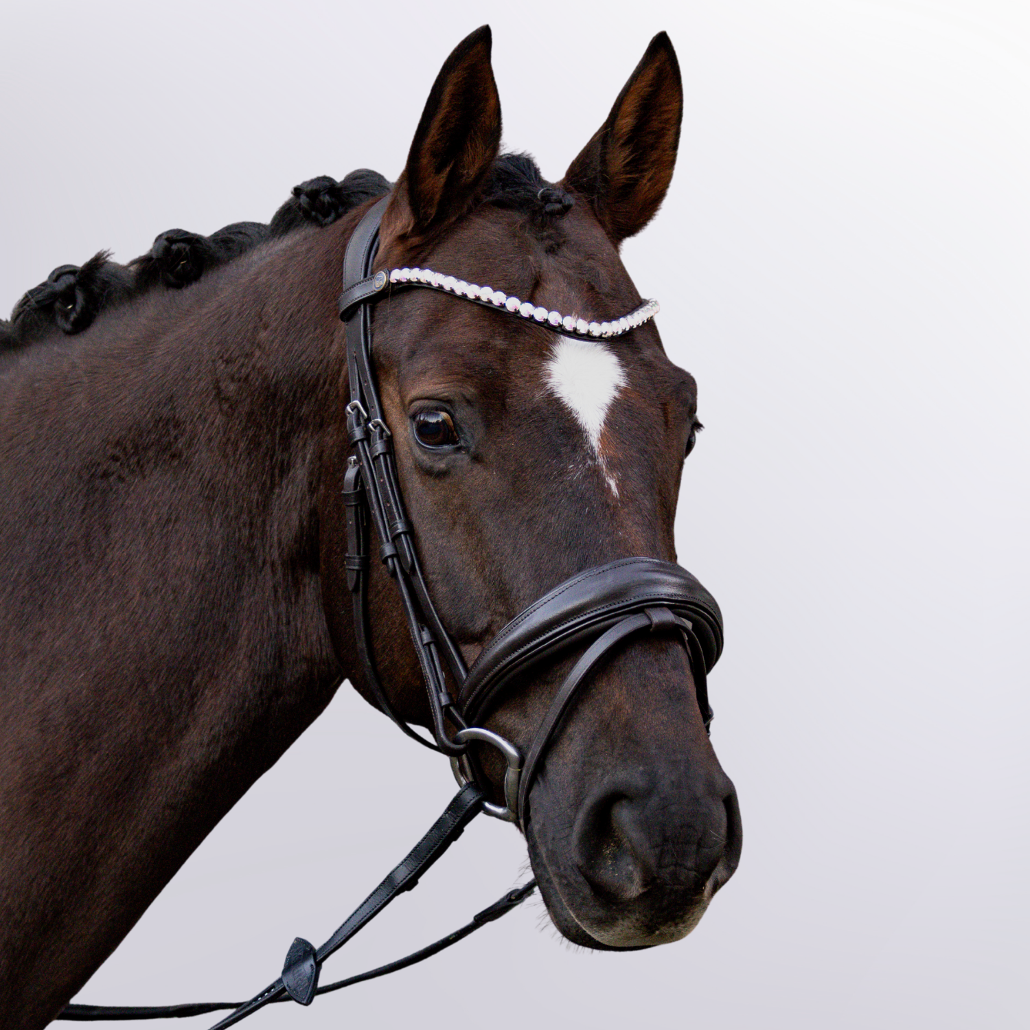 Trense Uta Gräf Braun Warmblut