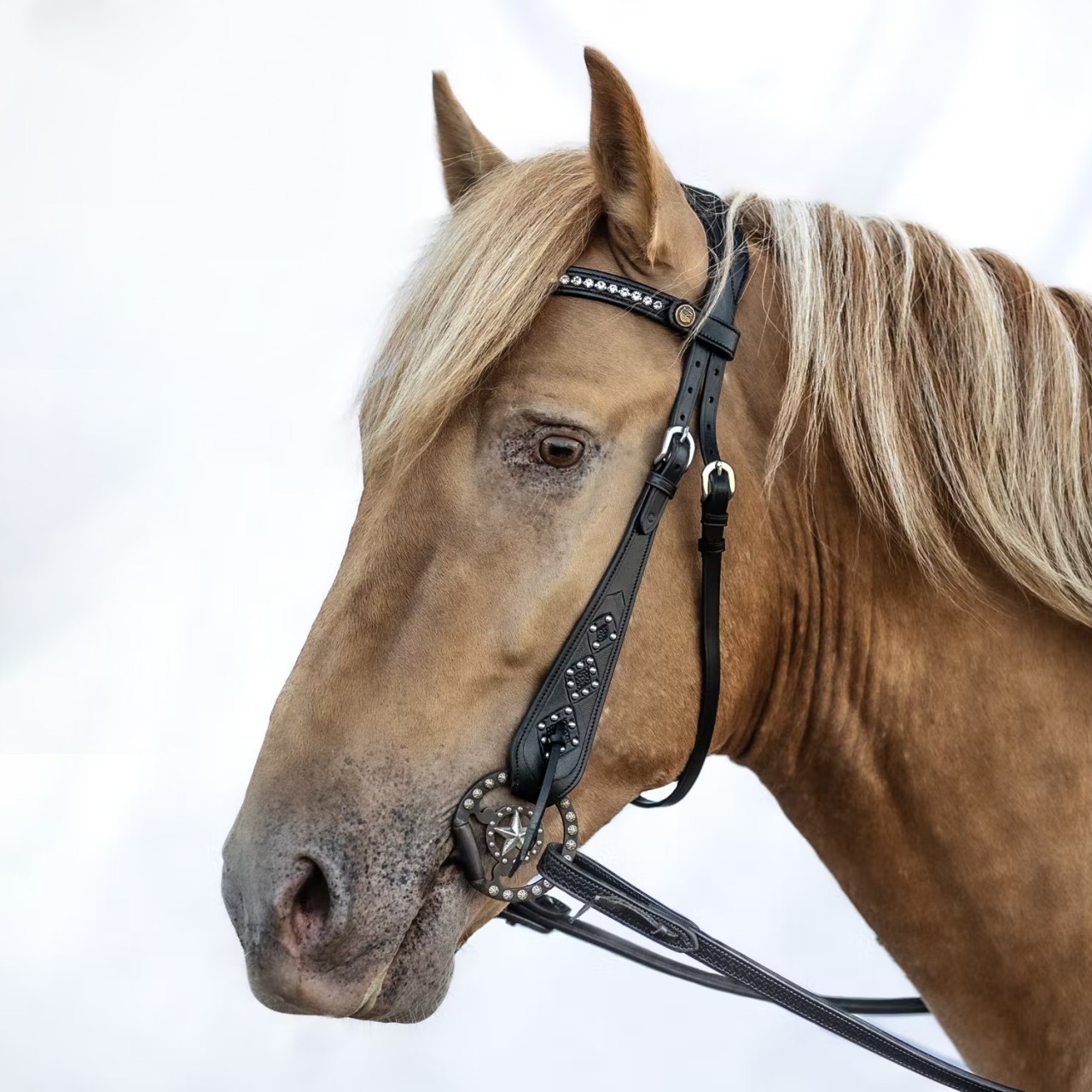 Trense Texas Schwarz Vollblut